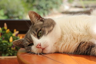 10元以内的猫玩具品牌推荐，性价比之选，让猫咪乐在其中