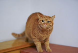 10元以内的猫玩具品牌推荐，性价比之选，让猫咪乐在其中
