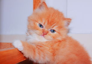 10元以内的猫玩具品牌推荐，性价比之选，让猫咪乐在其中