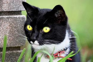小猫猫砂铲子推荐品牌全解析