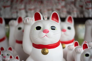 猫咪沐浴露高端品牌解析，品质、成分与选择之道