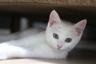 最好用的猫铲子品牌大揭秘，选购指南与真实体验分享