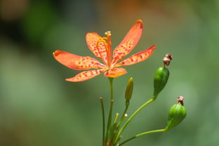 花艺模型网站推广全攻略，让你的花艺作品绽放网络光彩