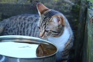 揭秘防猫咪水龙头品牌，守护猫咪饮水安全，让爱宠远离水龙头陷阱