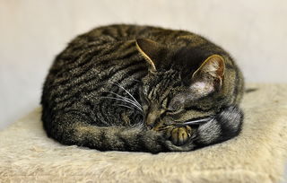 舒适猫内衣，一线品牌还是小众精品？