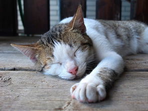 喵咪沐浴露品牌，守护猫咪健康的小秘密