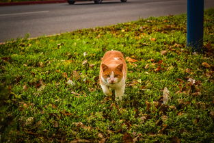 猫沐浴露品牌推荐指南,为爱猫的您精选优质品牌