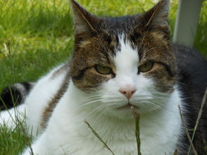 实用的猫砂铲子品牌推荐，养猫人士必看！