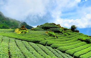 茶叶大品牌的魅力与传承