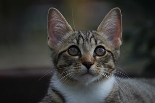 猫咪干洗粉品牌大测评，哪款最适合你的毛孩子？