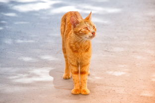 猫咪干洗粉品牌大测评，哪款最适合你的毛孩子？