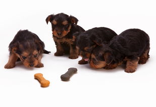 幼犬干洗品牌大盘点，呵护爱犬，从选择合适的干洗品牌开始