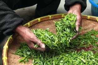 永泰品牌茶叶加盟生产，开启茶叶事业的新篇章