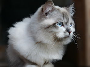 猫咪品牌专用沐浴露，守护喵星人的秘密武器