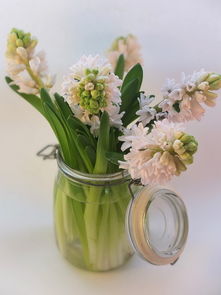 甘肃桂花茶茶叶品牌，绽放的西北香韵