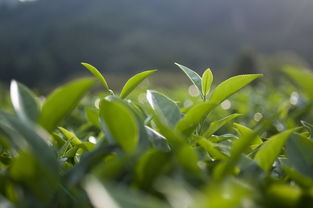 贵的茶叶品牌大揭秘，一起来探秘顶级茶叶的世界！