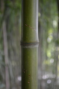 日本翻鱼铲子品牌一览