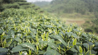 宜春碧螺春茶叶品牌代理，走进茶文化的世界，共创事业新篇章