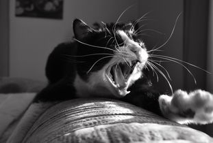 我家猫主子最爱的玩具品牌大揭秘！