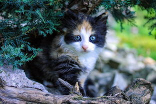 我家猫主子最爱的玩具品牌大揭秘！
