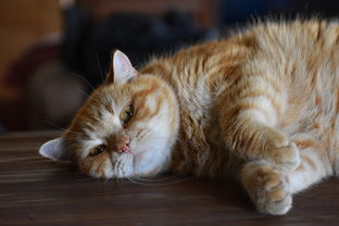 养猫族必看！盘点那些既耐猫爪又好清洗的沙发套品牌