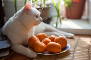 我家猫儿最爱的玩具品牌大揭秘！