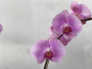 如何让预定鲜花网站绽放光彩—全方位推广攻略