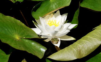 植物洗面奶品牌盘点，绿色护肤，美丽从脸开始
