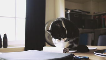 品牌猫咪洗澡沐浴露全解析，如何选择最适合你家猫咪的产品？
