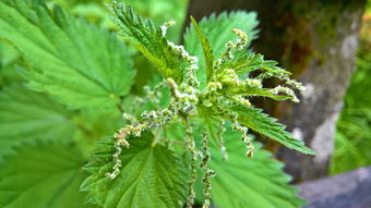 河北绿色茶叶品牌，绽放的茶叶之光