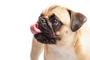 澳洲养狗漱口水推荐品牌大盘点，让你的爱犬口腔更健康！