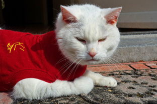 探索旗袍猫咪衣服品牌的魅力