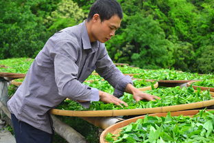青钱柳茶叶品牌大比拼，哪个品牌更值得你信赖？